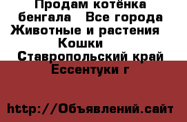 Продам котёнка бенгала - Все города Животные и растения » Кошки   . Ставропольский край,Ессентуки г.